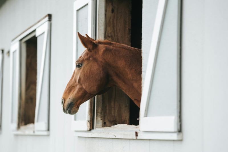 Roberta Sheffield: Tips for box resting your horse