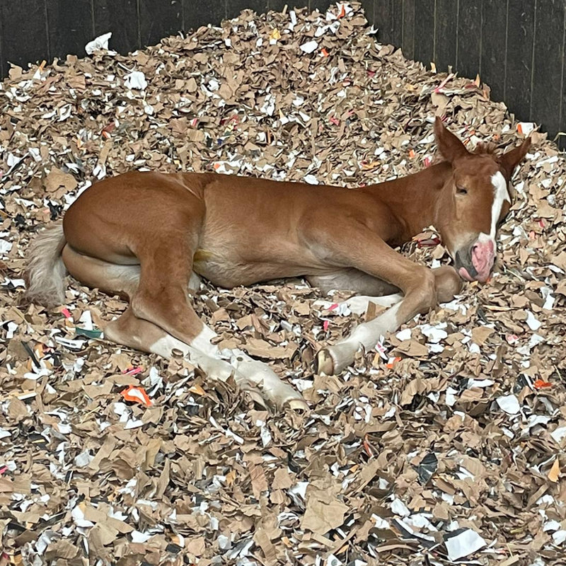 Cardboard Animal Bedding - 8 Bales (¼ Pallet)